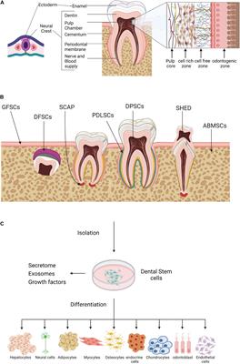 Dental Pulp Stem Cells Derived From Adult Human Third Molar Tooth: A Brief Review